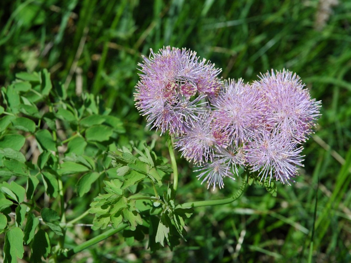 Fiori bianchi sottobosco - Thalictrum aquilegiifolium